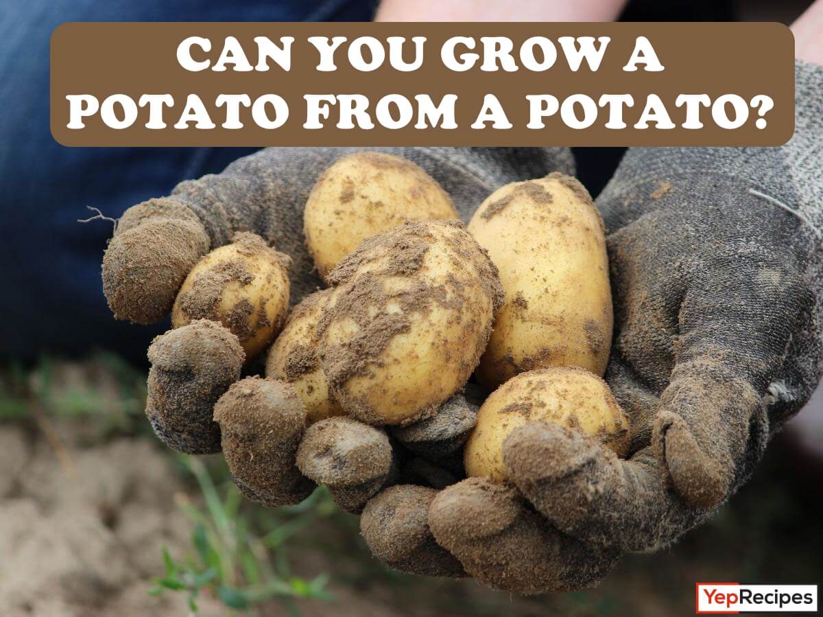Growing a Potato from a Potato: A Step by Step Guide recipe