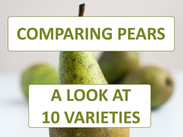 Comparing Pears: A Guide to 10 Pear Varieties