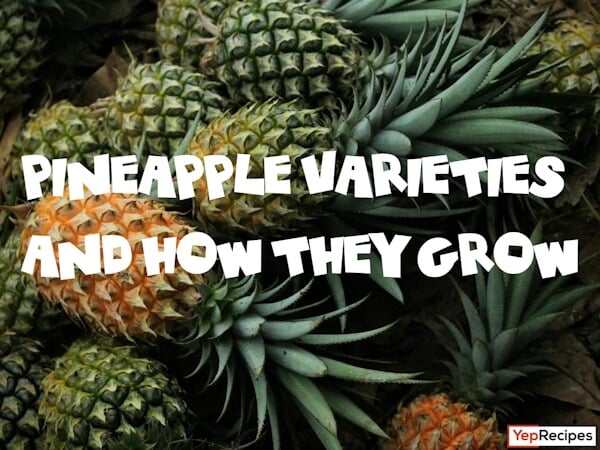 The Pineapple: Growth and Varieties